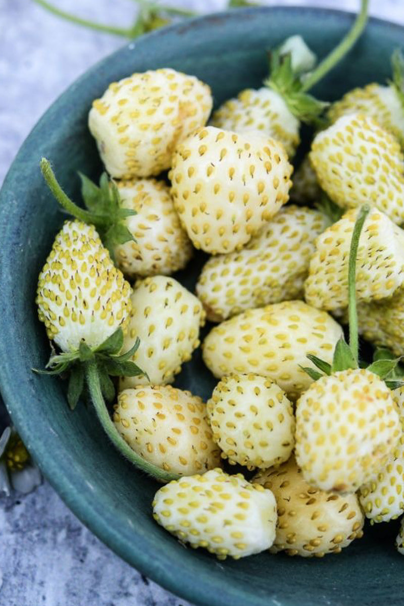 Strawberry, White Soul 4"