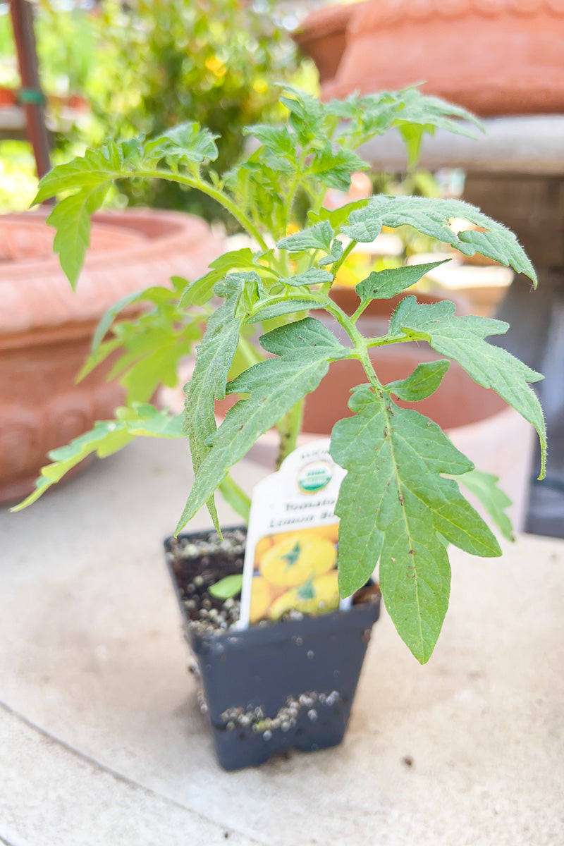 Vegetable, Organic Tomato Lemon Boy