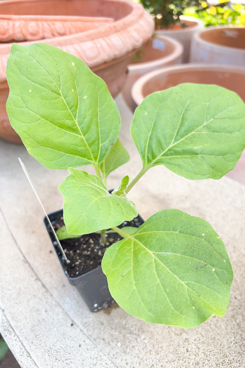Vegetable, Organic Eggplant Little Fingers