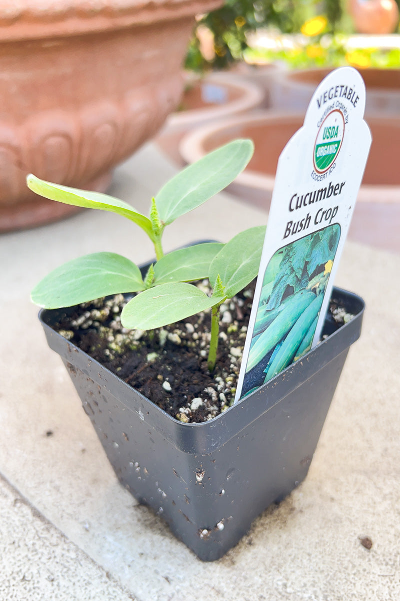 Vegetable, Organic Cucumber Bush Crop
