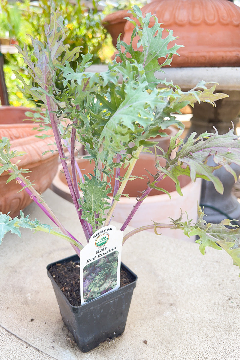 Vegetable, Organic Kale Red C