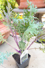 Vegetable, Organic Kale Red C