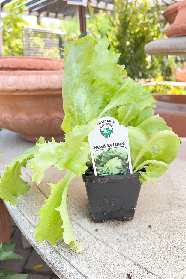 Vegetable, Organic Lettuce Head