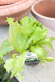 Vegetable, Organic Lettuce Head