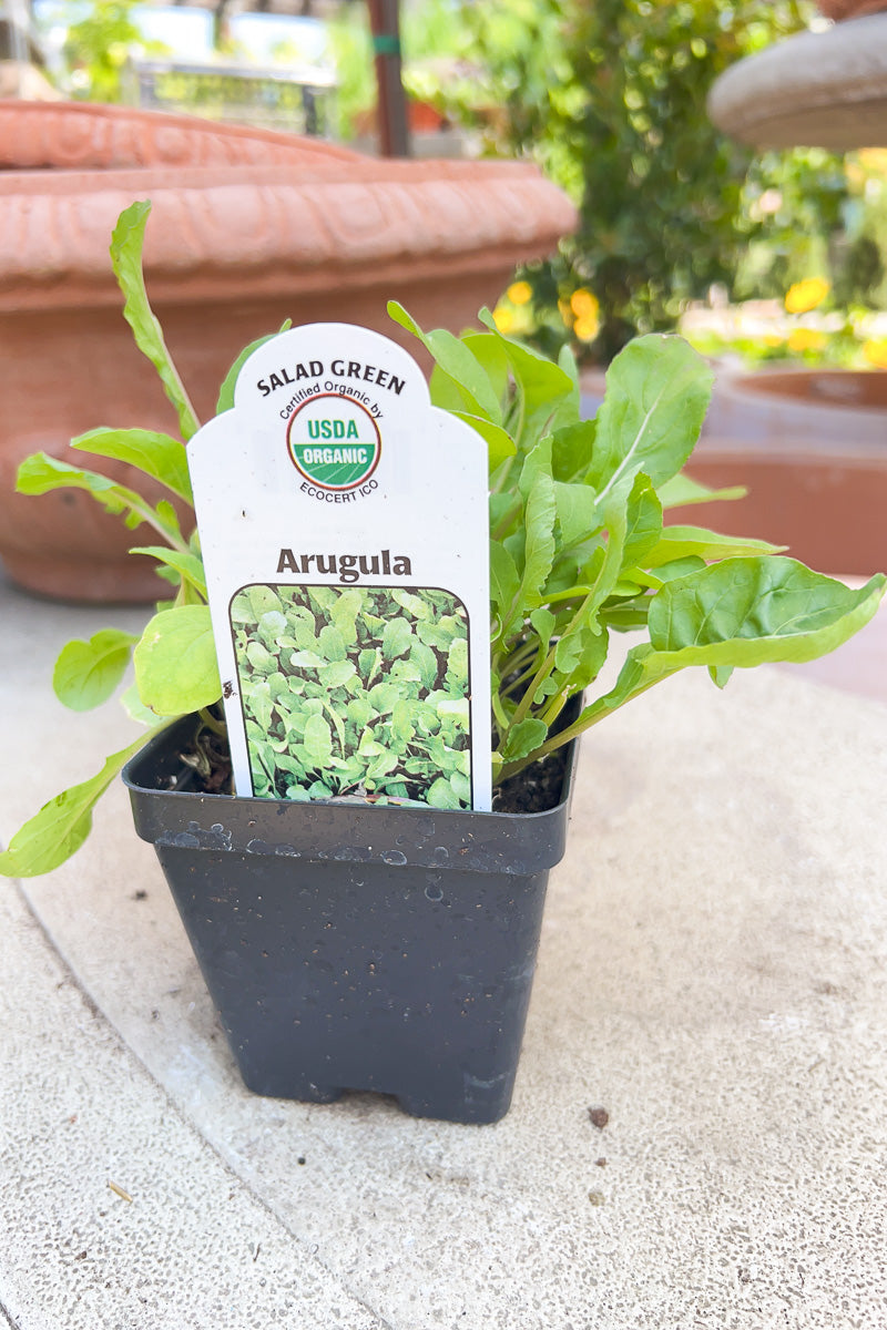 Vegetable, Organic Arugula