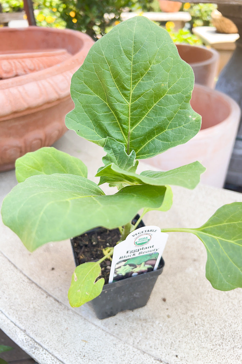 Vegetable, Organic Eggplant Bla