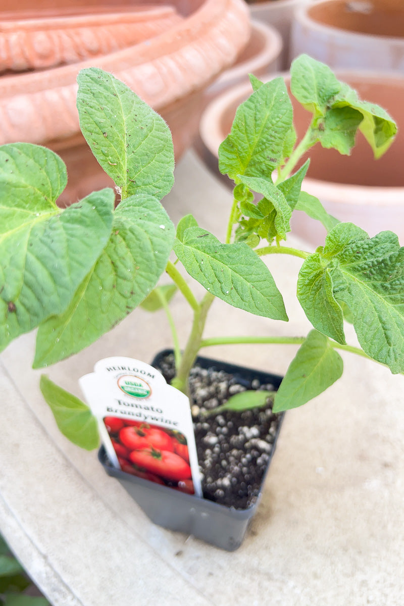 Vegetable, Organic Tomato Brandywine Red