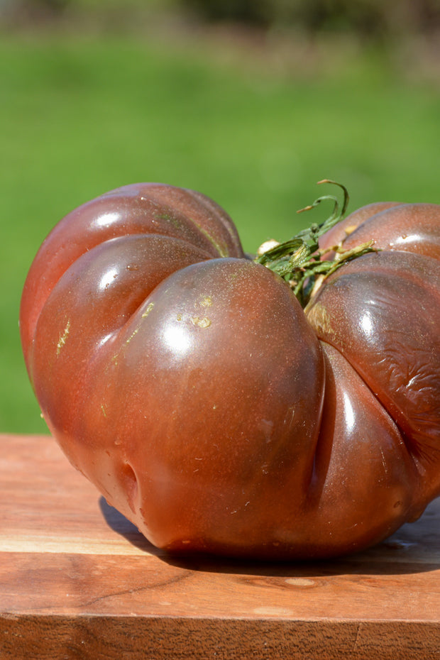 Vegetable, Tomato Cherokee Carbon