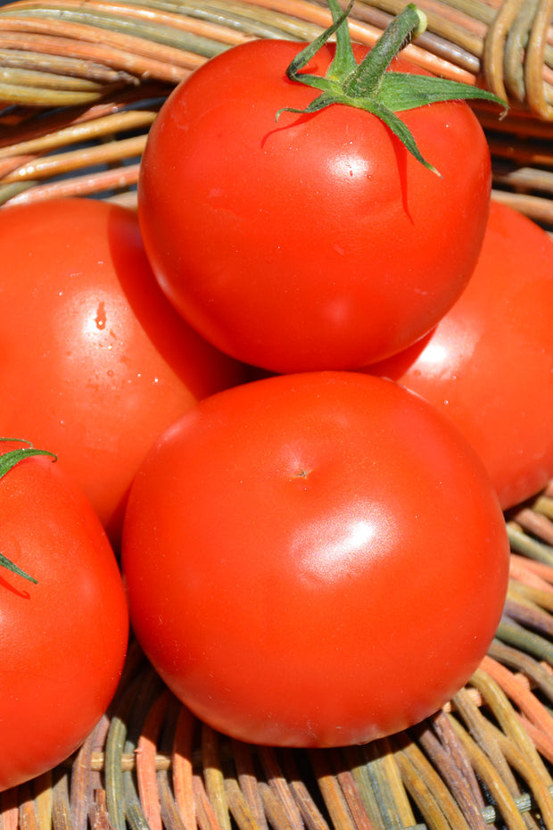Vegetable, Tomato Celebrity