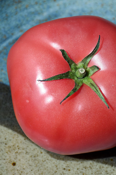 Vegetable, Tomato Brandywine Pink