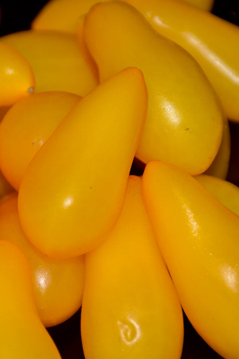 Tomato | Yellow Pear | 4"