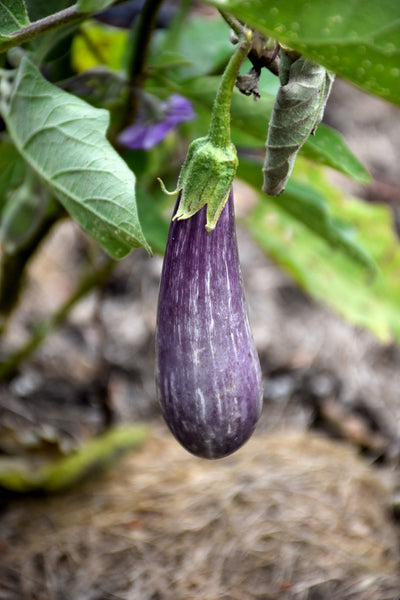 Eggplant | Fairy Tale | 4"