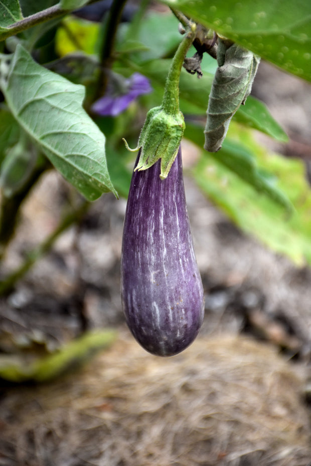 Vegetable,Eggplant Fairy Tale