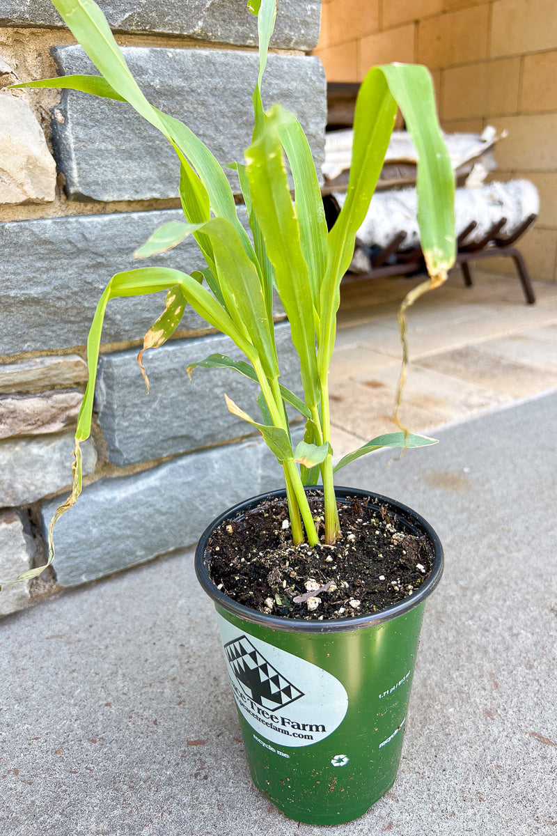 Vegetable, Organic Corn Glass G