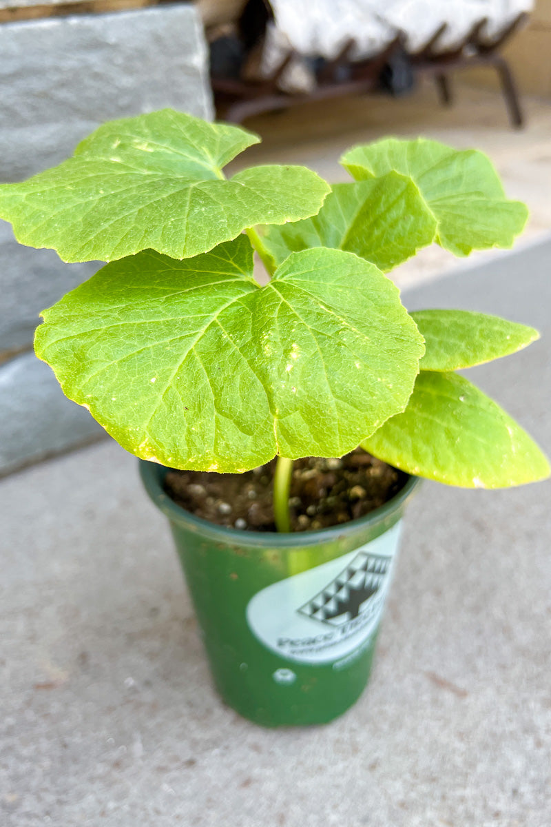 Vegetable, Organic Squash Kab Sun