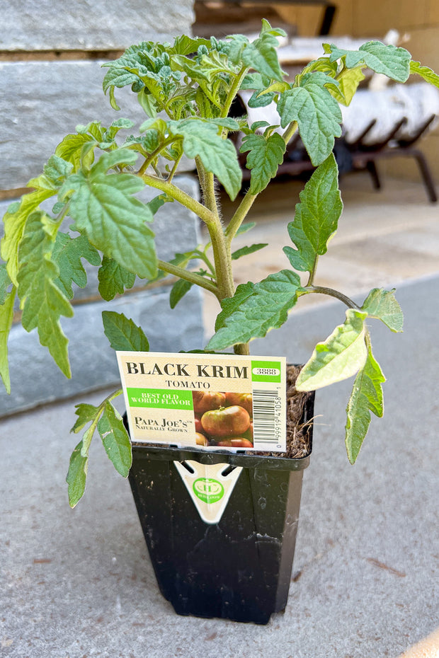 Vegetable,Tomato Black Krim Carbon