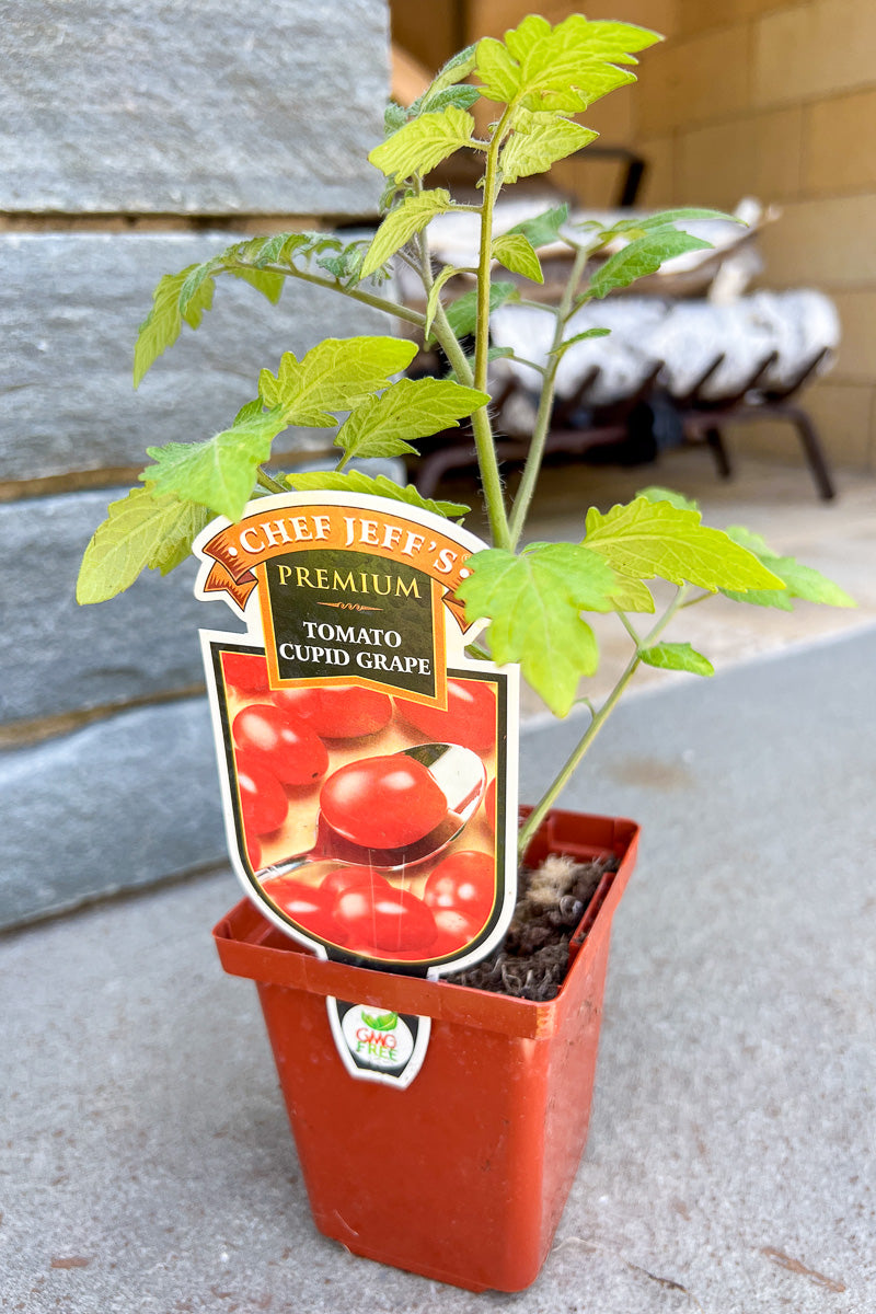 Vegetable, Tomato Cupid Grape