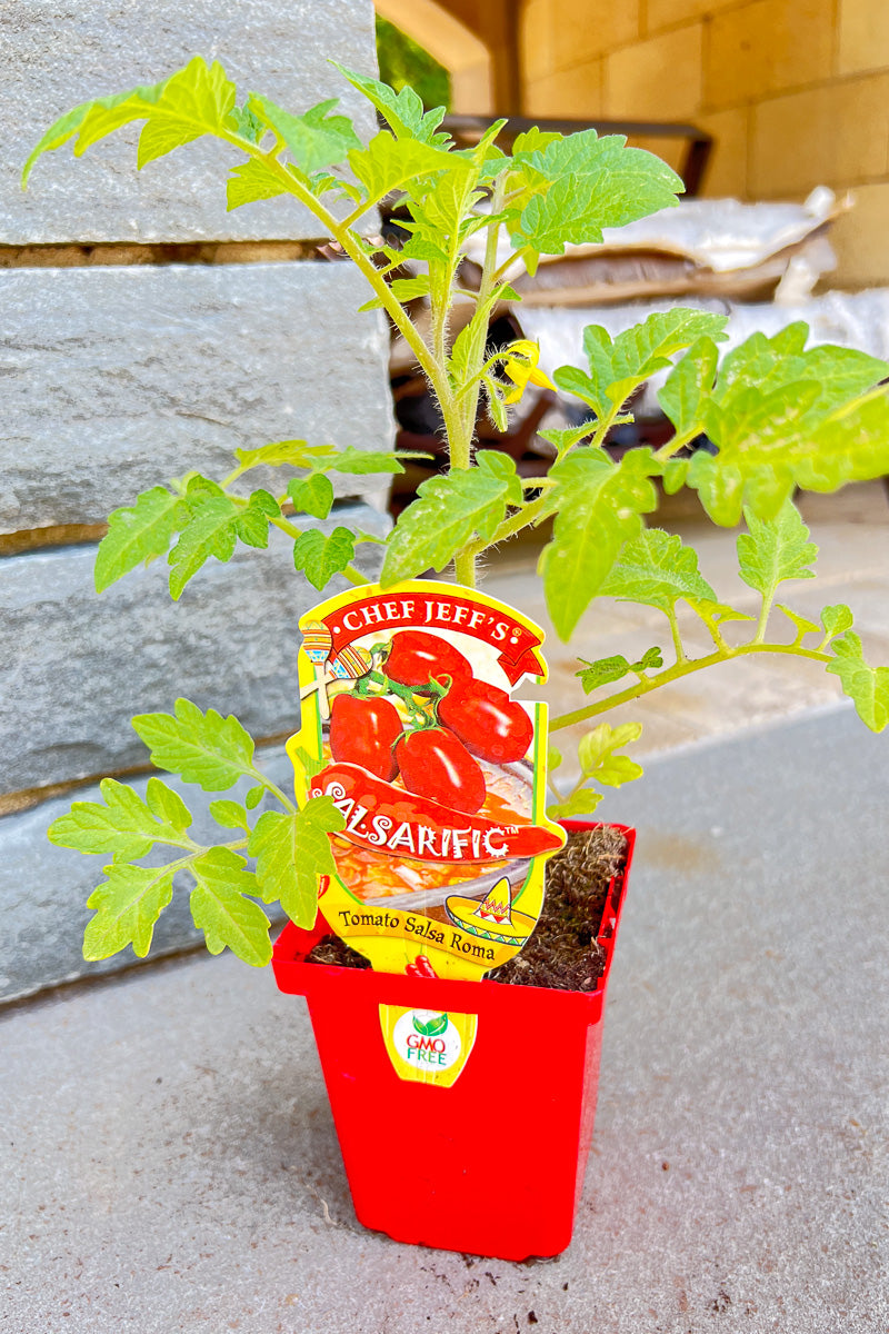 Vegetable,,Tomato Salsa Roma