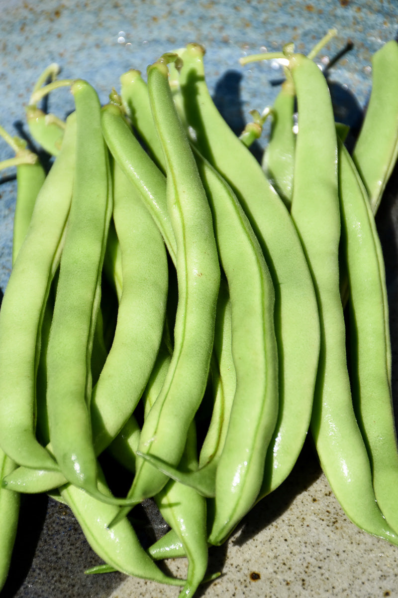 Vegetable,Beans Blue Lake