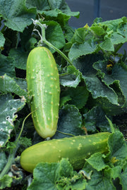 Vegetable, Cucumb Patio Snackr