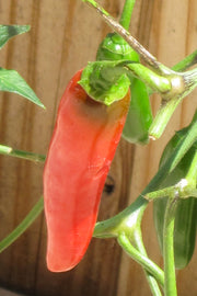 Vegetable, Pepper Serrano Hot