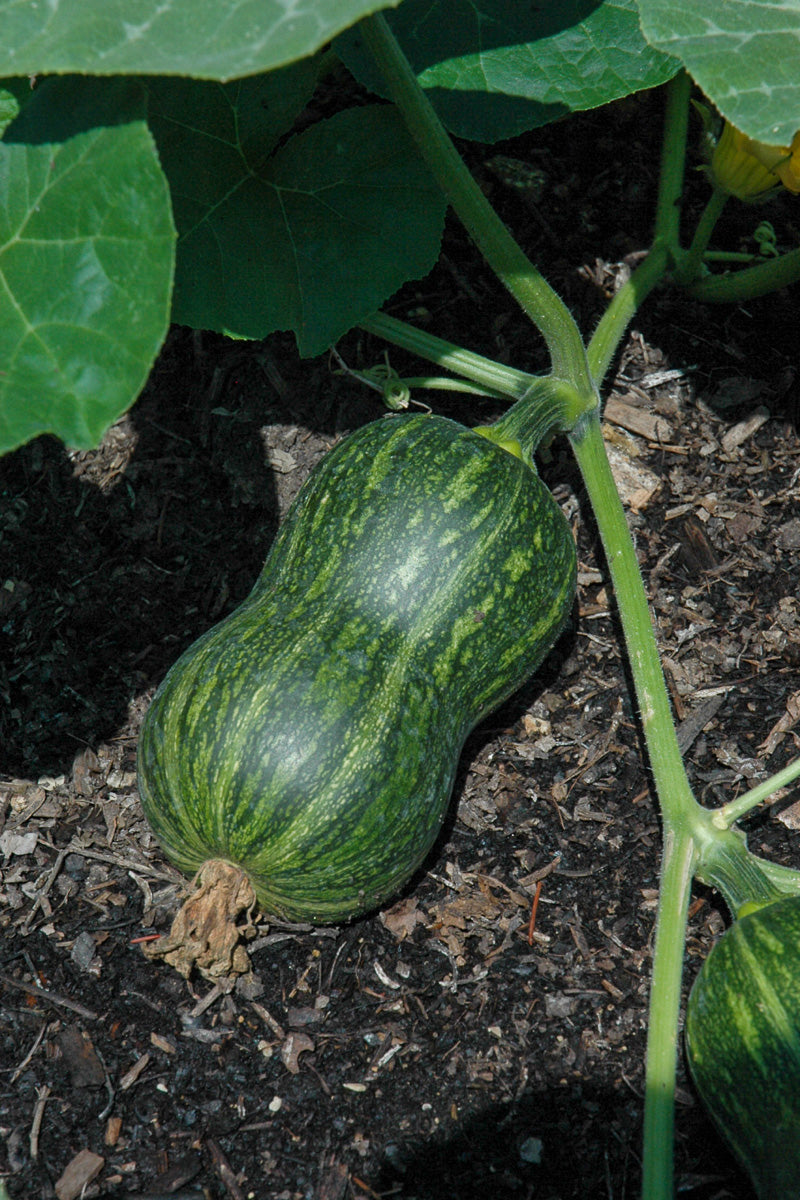 Vegetable,,Squash Honeynut B