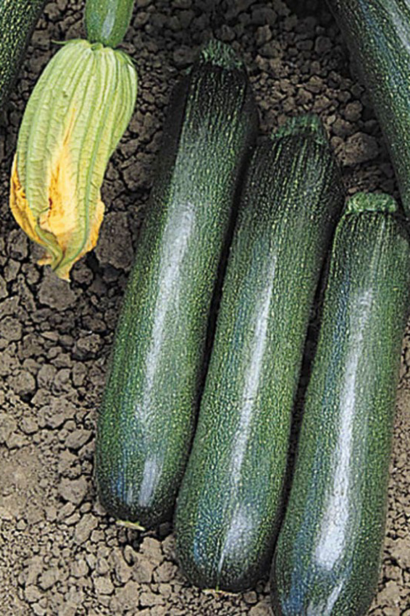 Vegetable, Squash Balls Zucchini