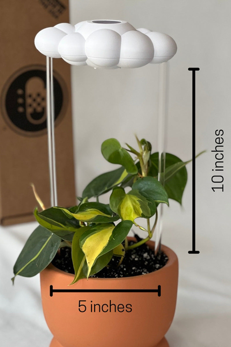 house plant that drips water Original Dripping Rain Cloud – Chalet