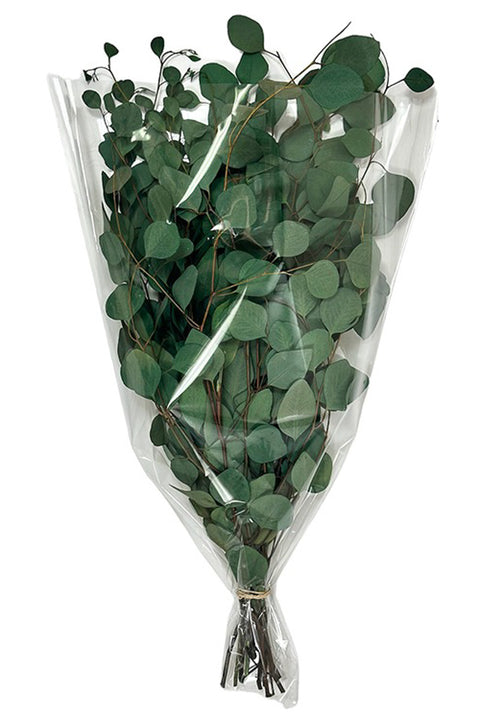 Preserved Silver Dollar Leaves Bunch Green