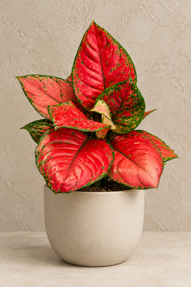 Chinese Evergreen, Lady Valentine 6"