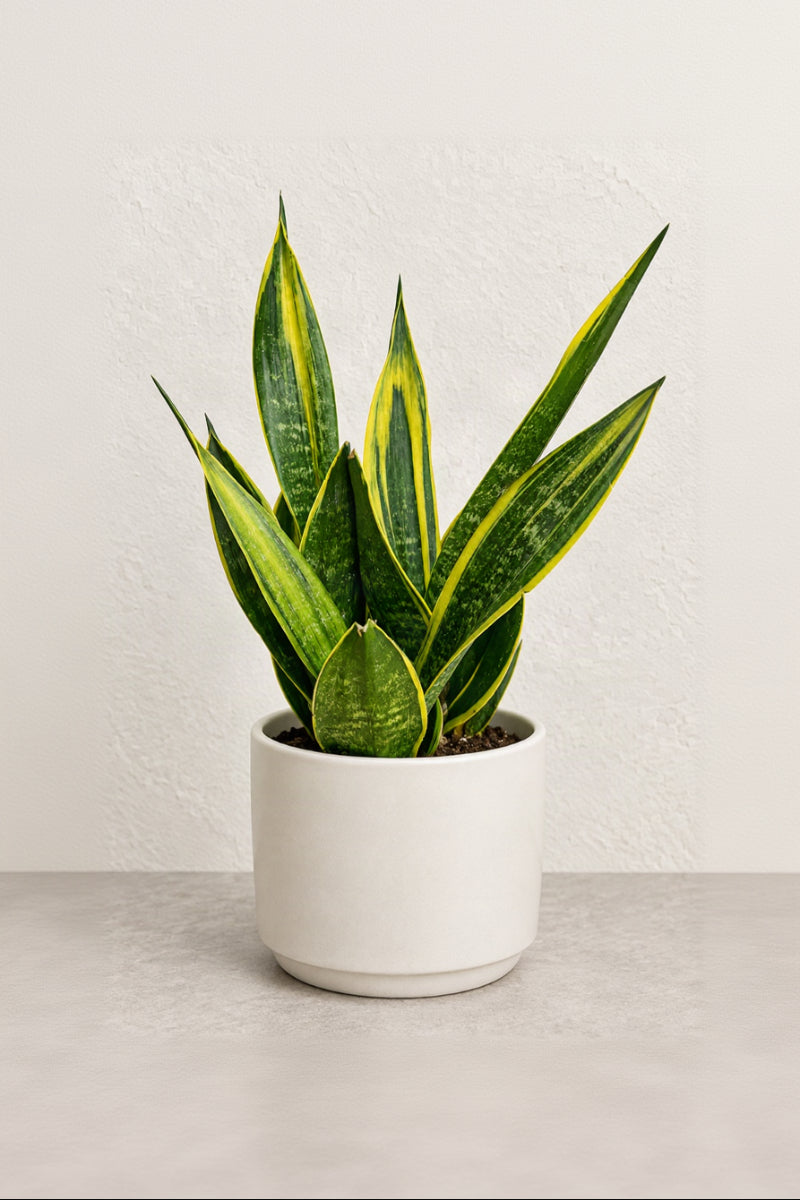 Snake Plant, Golden Flame 6"