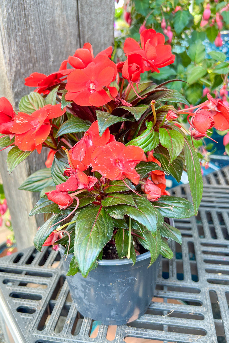 Impatiens, New Guinea Orange