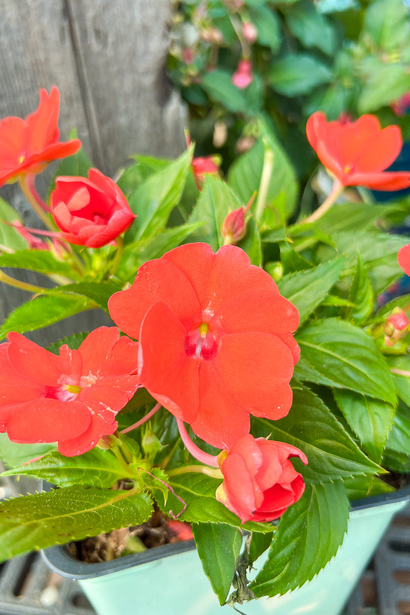Impatiens, Sunpatiens Orange