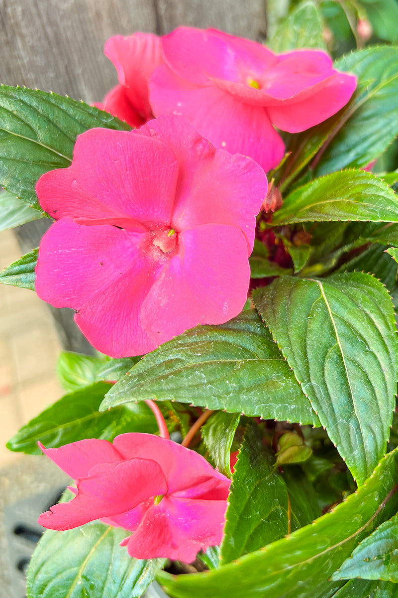 Impatiens, New Guinea Pink