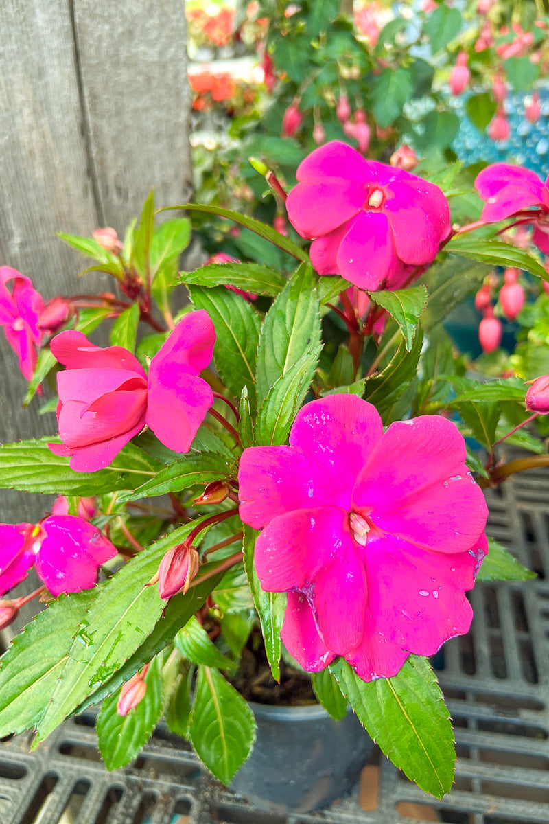 Impatiens, New Guinea Purple