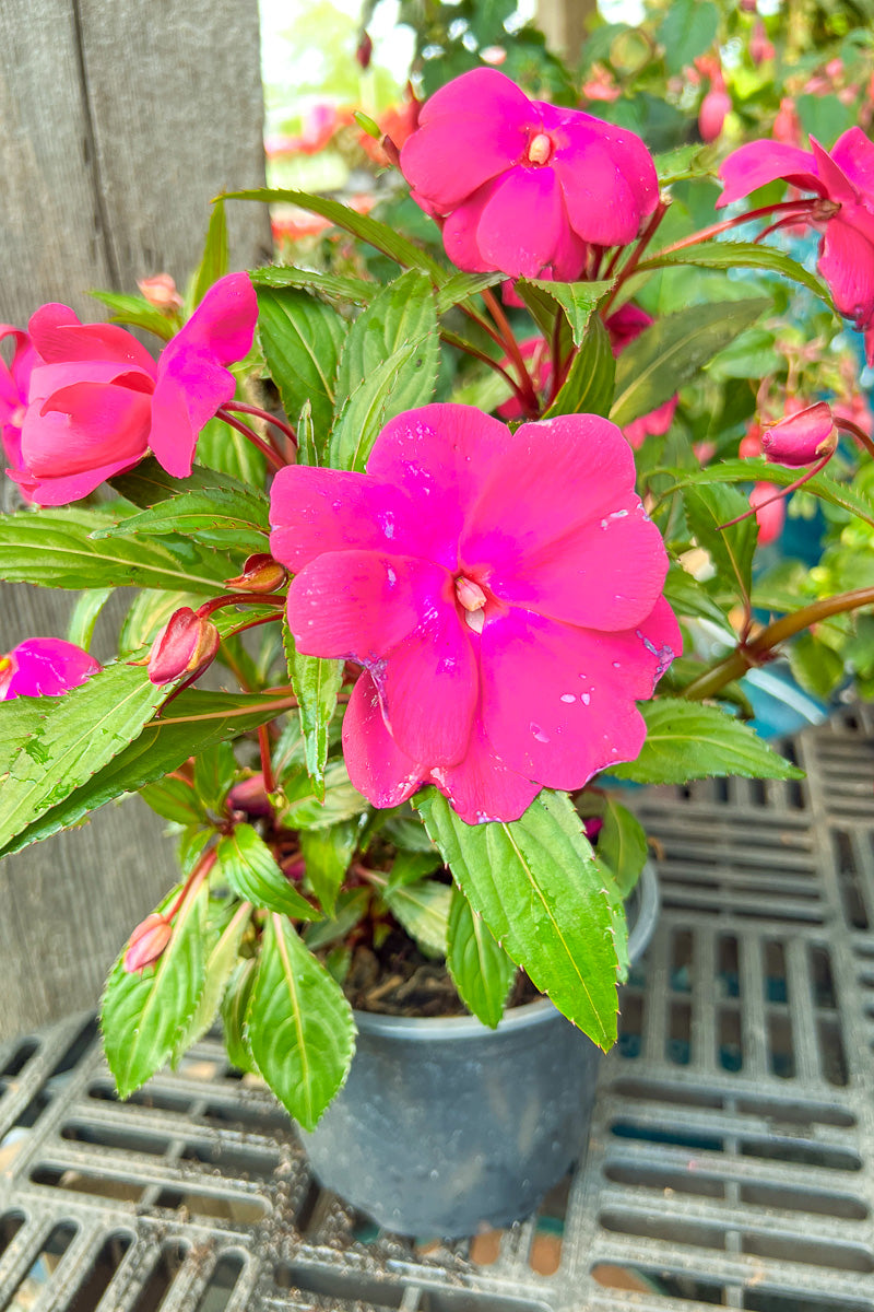 Impatiens, New Guinea Purple