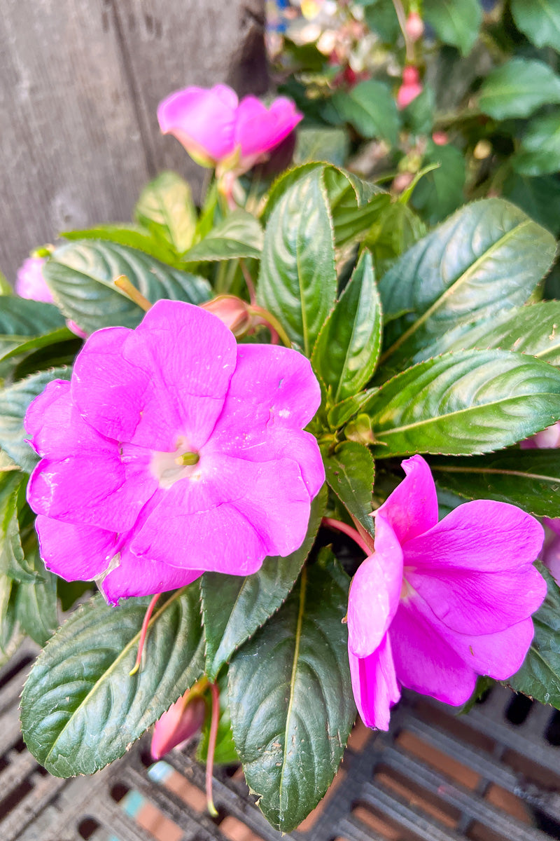 Impatiens, New Guinea Light Purple