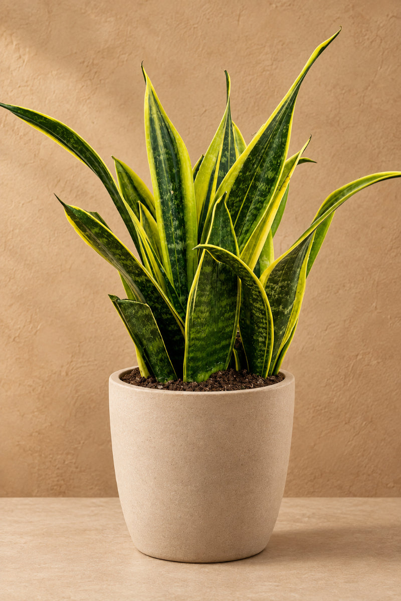 Snake Plant, La Rubia 8"
