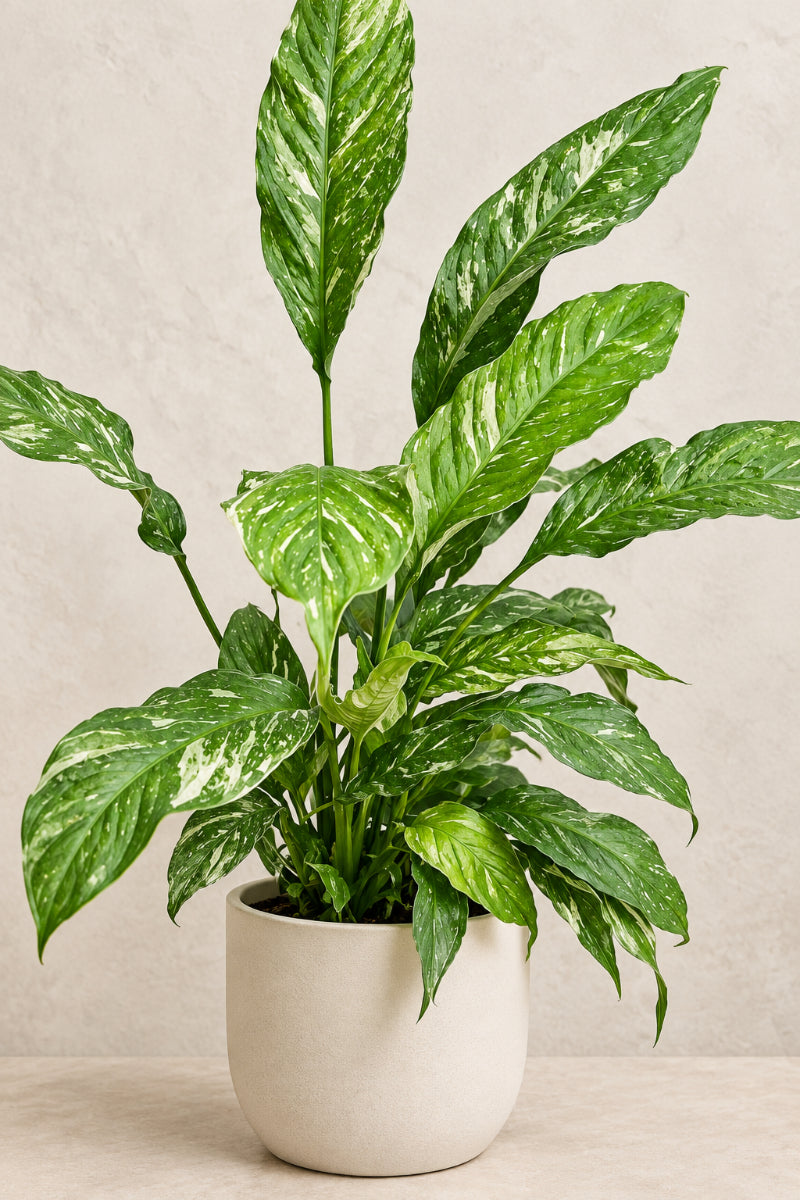 Peace Lily, Domino 4"