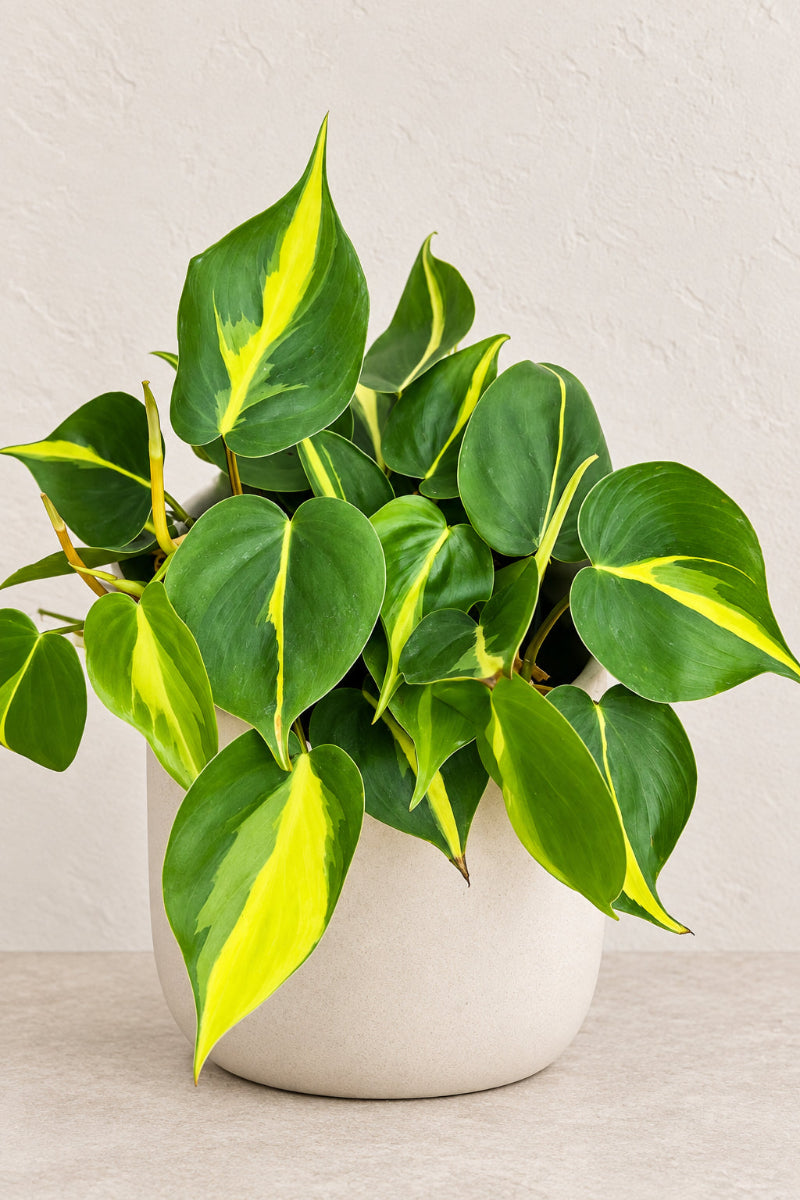 Philodendron, Brazil 6"