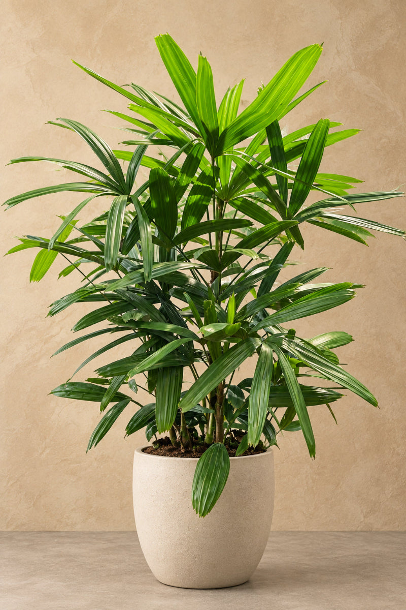 Palm, Lady 12"