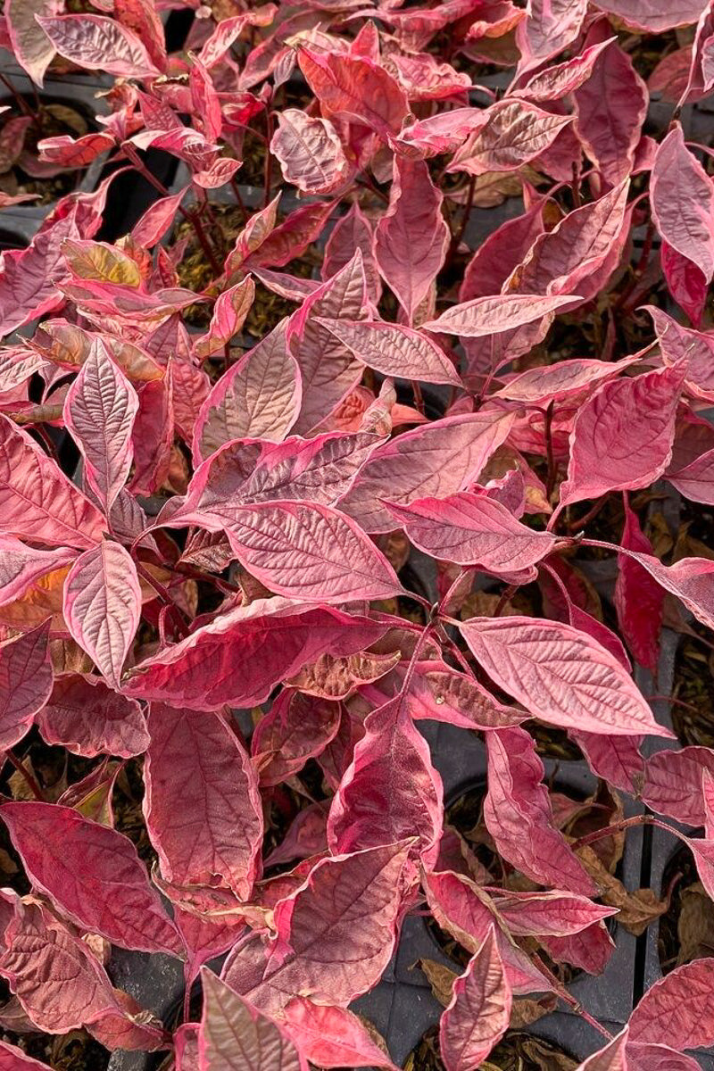 Red Twig Dogwood, Sgt. Pepper