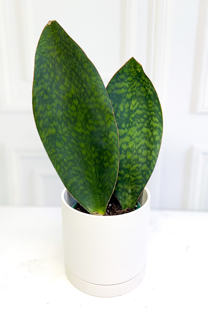 Snake Plant, Shark Fin 6"