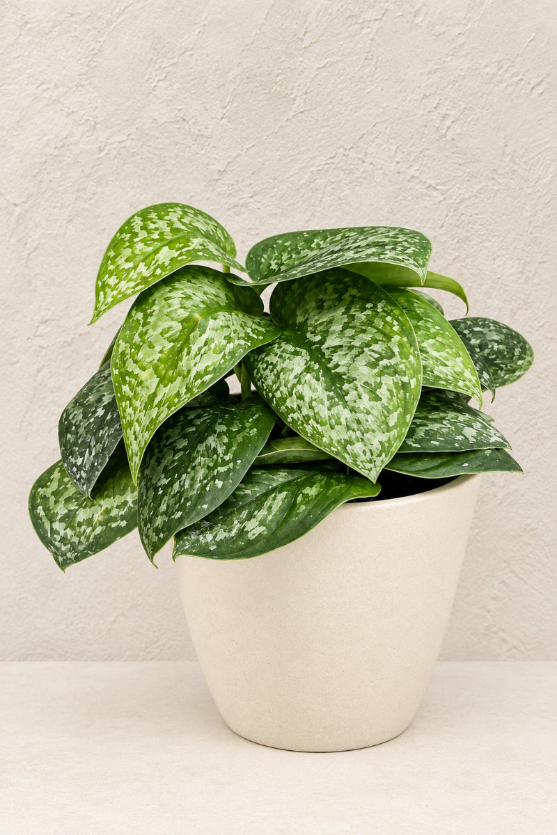 Pothos, Silver Satin 6"