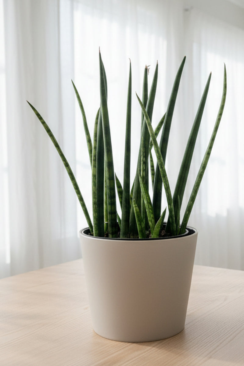 Snake Plant Fernwood Mikado 5"