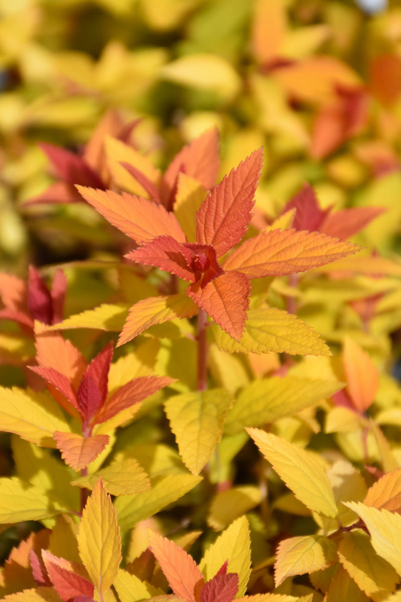 Spirea, Double Play Candy Corn