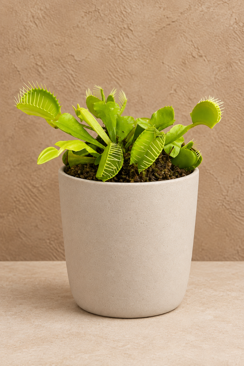 Carnivorous, Venus Fly Trap, Assorted 3"