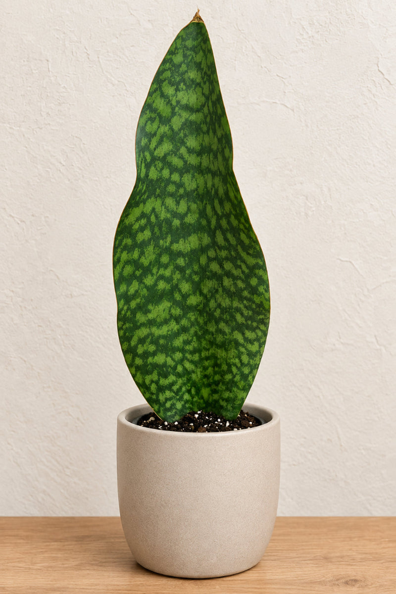Snake Plant, Whale Fin 8"