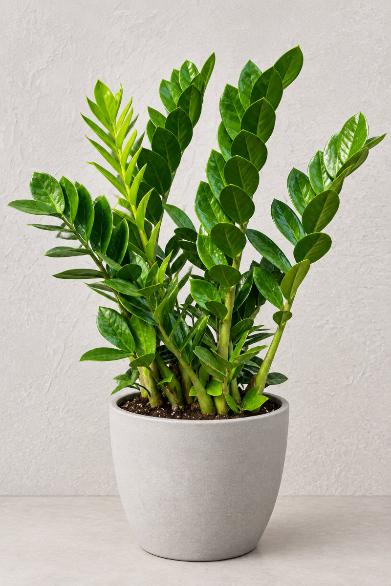 ZZ Plant, 8"