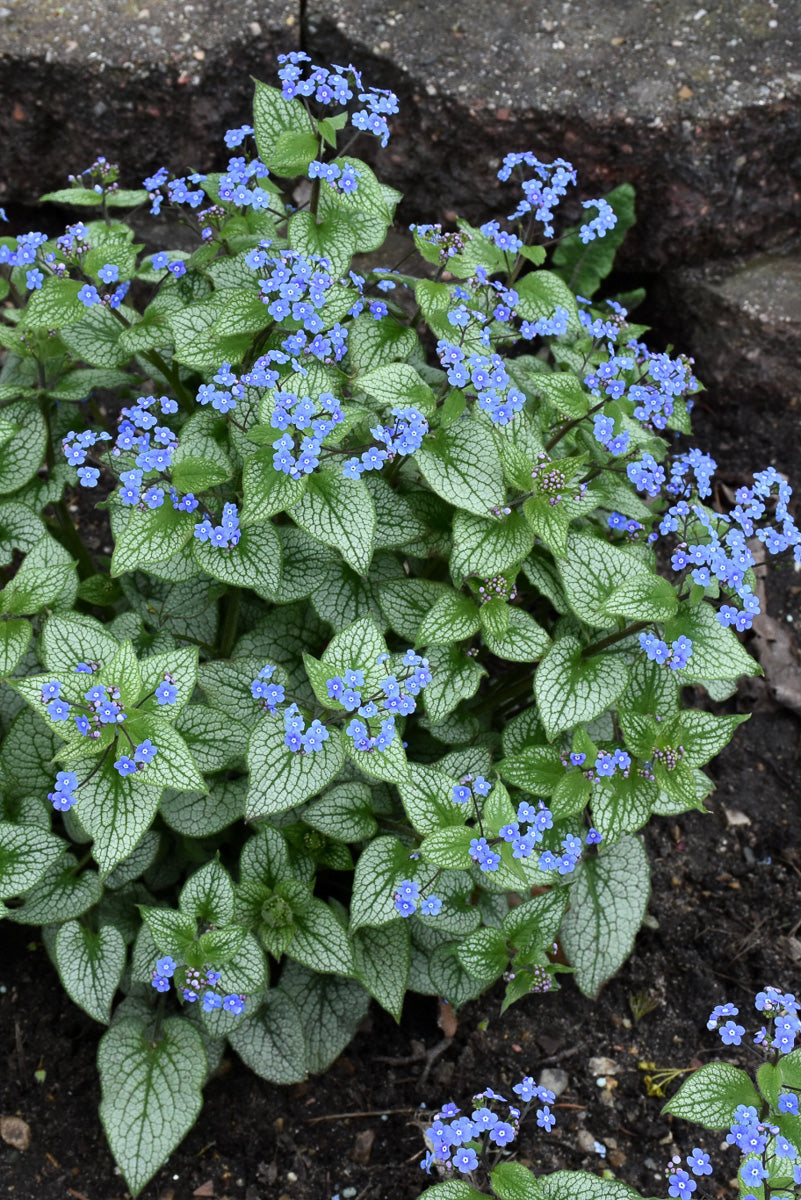 Brunnera, Sterling Silver